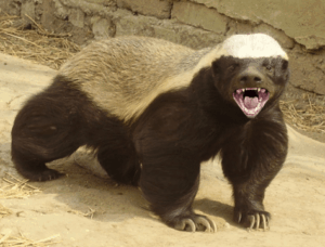 honey badger