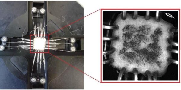 csm_Huidweefsel wordt in het laboratorium onderworpen aan trekbelasting. Foto © Jibbe Soetens