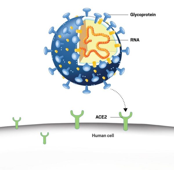 Detail eines Coronavirus bevor er auf eine menschliche Zelle trifft.