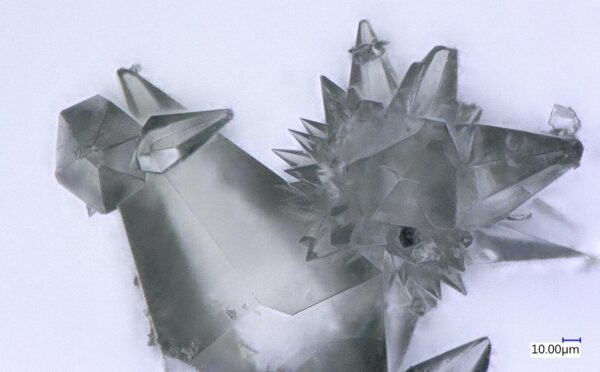 Die Abbildung zeigt Kristalle der Aeroplysinin-Substanz. Ihre antivitale Wirkung könnte auch gegen Corona wirken.