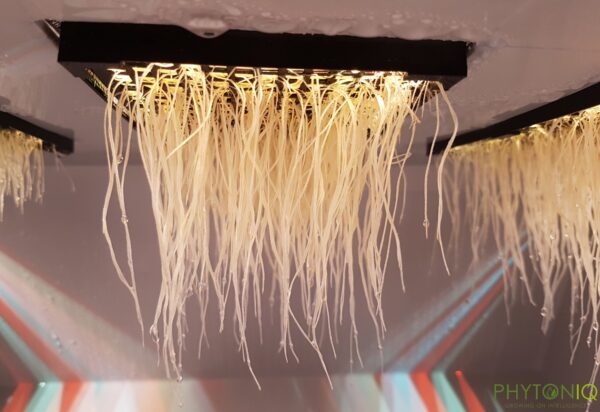 Vertical Farming, Künstliche Intelligenz, PhytonIQ Technology