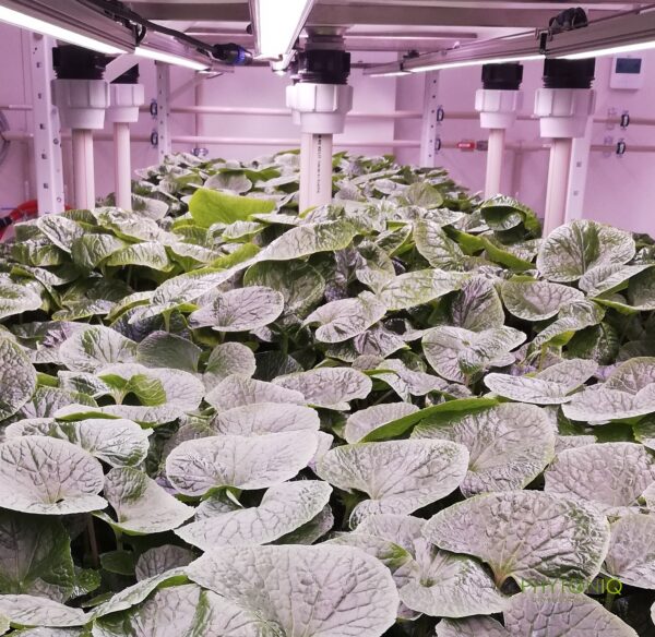 Vertical Farming, Künstliche Intelligenz
