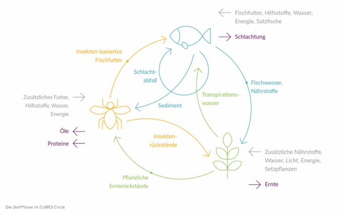 Aquaponik, Pflanzen, Fische, Ernährung