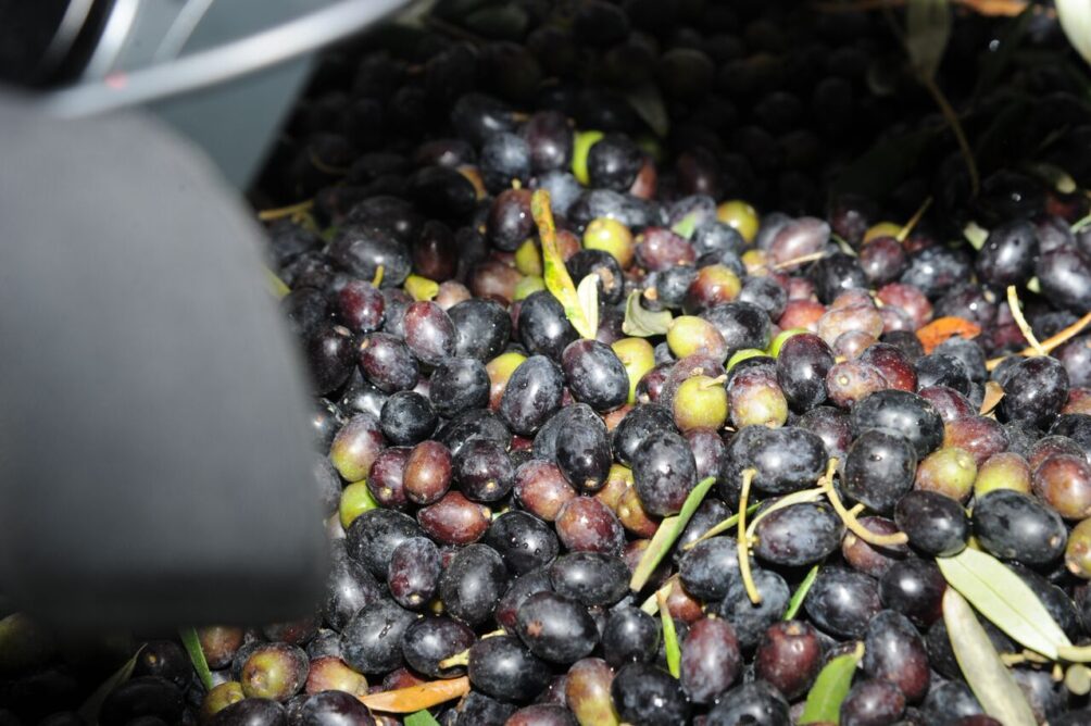 This image has an empty alt attribute; its file name is olijven-1004x668.jpeg