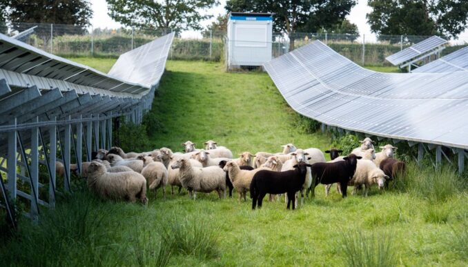 This image has an empty alt attribute; its file name is schafherde-678x387.jpg