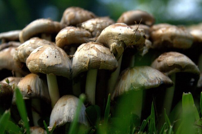 This image has an empty alt attribute; its file name is mushroom-1219314_1920-678x451.jpg