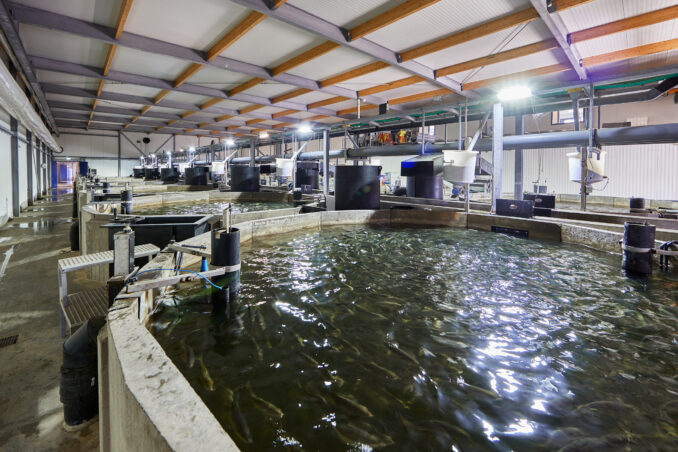 This image has an empty alt attribute; its file name is signify-the-kingfish-company-4-678x452.jpg