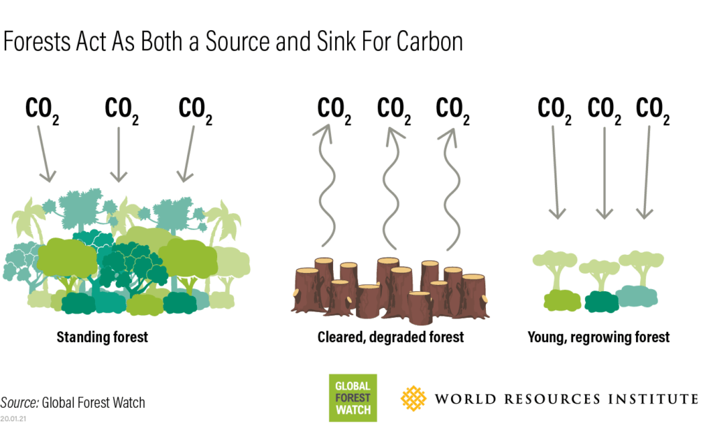 Figure about forests act as both as source and sink for carbon.