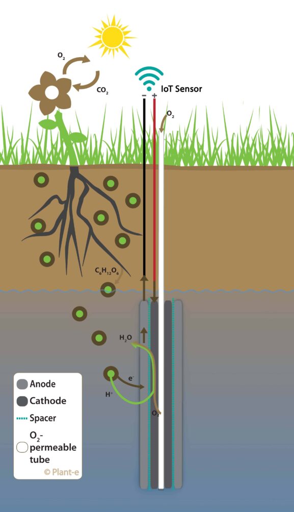 Grafik, Stromerzeugung mit einer Pflanze