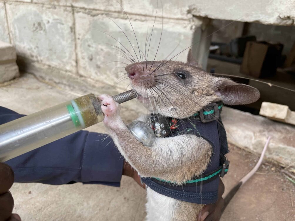 A rat is fed during training © Apopo