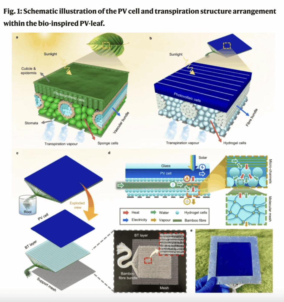 a Typical internal structure of a real leaf. The vascular bundles uniformly distribute liquid water throughout the whole surface of the leaf. Effective transpiration cooling protects the photosynthetic process. b Internal structure of the bio-inspired transpiration structure. Hydrophilic fibre bundles and hydrogel cells are used to mimic the vascular bundles and sponge cells. c Exploded view of the transpiration structure. The biomimetic transpiration (BT) layer is constructed of bamboo fibre bundles and packed hydrogel cells. The root of the fibre bundles is soaked in bulk water. d Diagram and working principle of the PV-leaf transpiration structure. Water flows from the root to the hydrogel cells driven by capillary and osmotic processes. The water molecules in the molecular mesh then evaporate, removing PV heat. e Photograph of the single PV-leaf prototype.